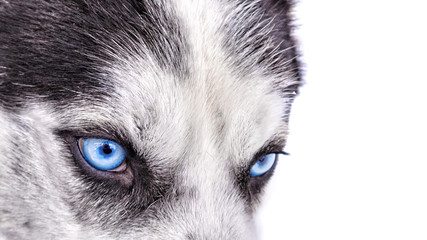 blue husky dog eyes isolated on white background close up panorama landscape view with copy space wide banner animal pet closeup design template