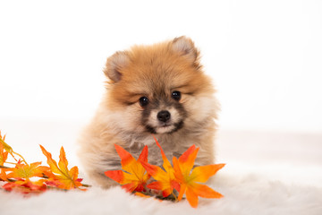 Pomeranian-Zwergspitz