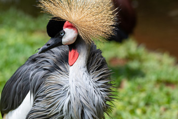 Fototapeta premium Grey Crownned Cranes (Balearica regulorum) at Parque das Aves, a bird park at Foz do Iguaçu, close to the Iguazu Falls.