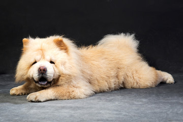 dog pet chow chow