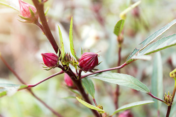 Hibiscus sabdariffa or roselle fruits flower