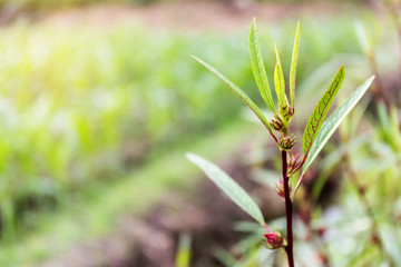 Hibiscus sabdariffa or roselle fruits flower