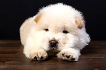 fluffy chow-chow puppy(40 day)