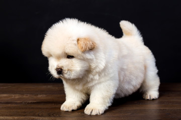 fluffy chow-chow puppy(40 day)