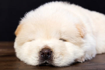 fluffy chow-chow puppy(40 day)