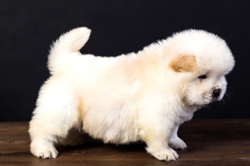 fluffy chow-chow puppy(40 day)