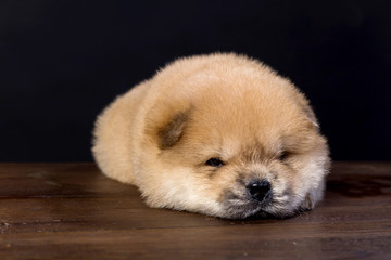 fluffy chow-chow puppy(40 day)