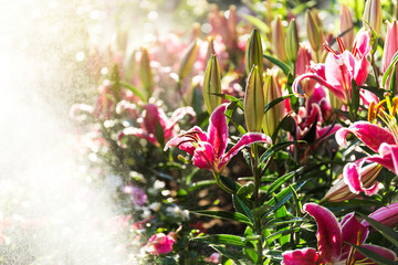Fototapeta na wymiar Beautiful pink lilies spring flower with water drops