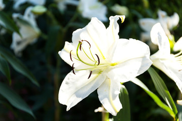 Beautiful white lilies spring flower in garden of morning sunlight