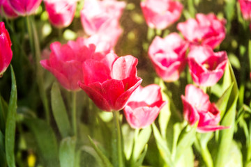 Beautiful tulip spring flower
