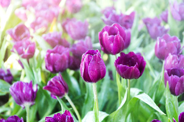 Beautiful tulip spring flower