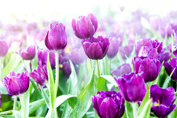 Beautiful tulip spring flower