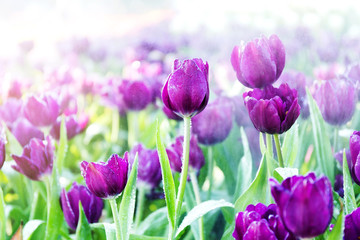 Beautiful tulip spring flower
