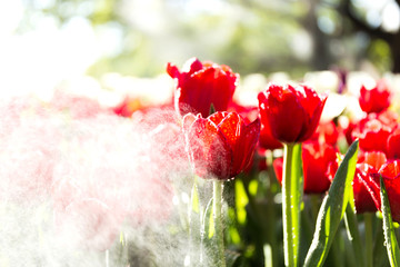 Beautiful tulip spring flower