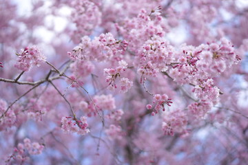 八重枝垂桜