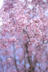 八重枝垂桜