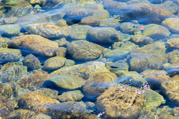 River stones under clear, clean and fresh water