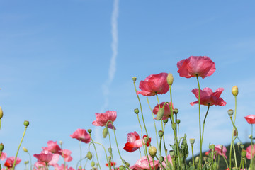 Obraz premium ポピー