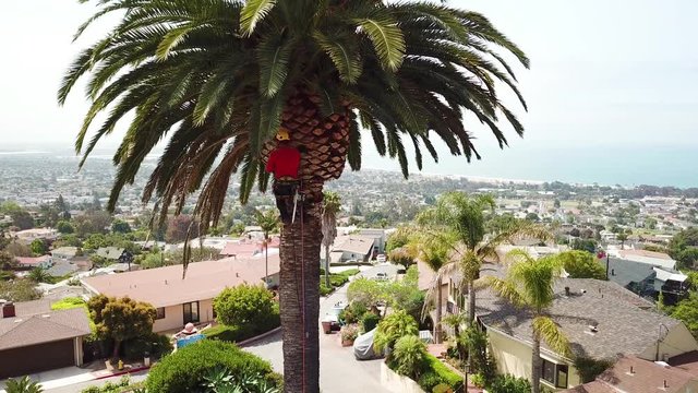 Aerial of a tree trimmer cutting palm tree fronds on a southern california hillside.
