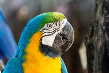 Colorful red, yellow and blue macaws in Parque das Aves (Birds Park) n the city of Foz do Iguaçu, close to the Iguazu Falls, Parana State,the South Region of Brazil.