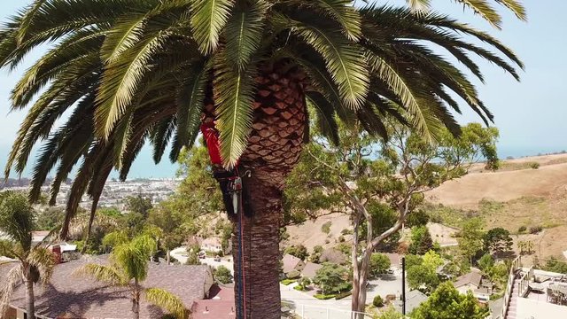 Aerial of a tree trimmer cutting palm tree fronds on a southern california hillside.