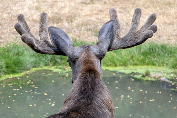 Male moose with antlers (Alces alces) standing in pond and drink water.