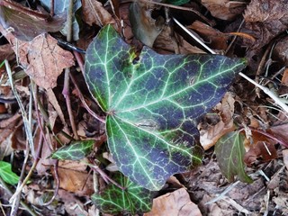 Efeu im Laub Makroaufnahme
