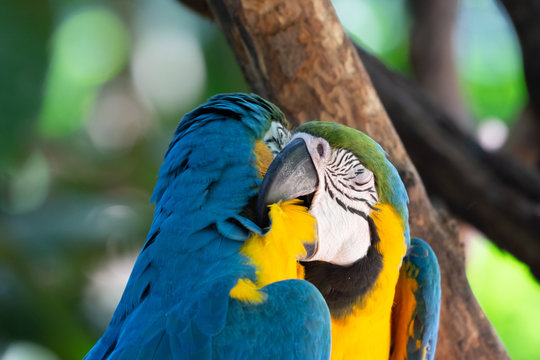 Colorful red, yellow and blue macaws in Parque das Aves (Birds Park) n the city of Foz do Igua&ccedil;u, close to the Iguazu Falls, Parana State,the South Region of Brazil.