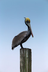 Brown Pelican on a Pier in South Padre Island, Texas