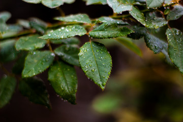 raindrops on leaves