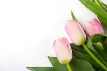 Pink tulips on white background. Spring and romantic decoration concept