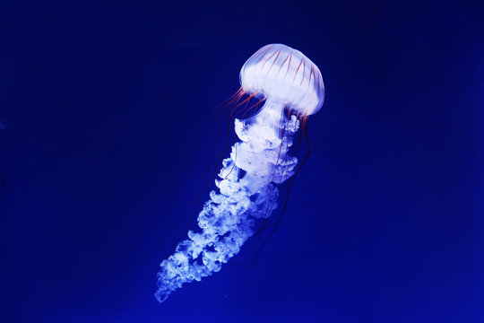 「パープルストライプドジェリー」の写真素材 11件の無料イラスト画像 Adobe Stock