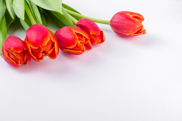 Women's day background with tulips