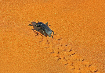Palo Verde Beetle, Utah