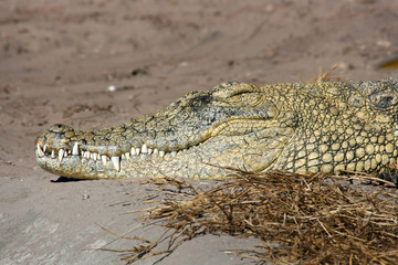 Head of Nile crocodile