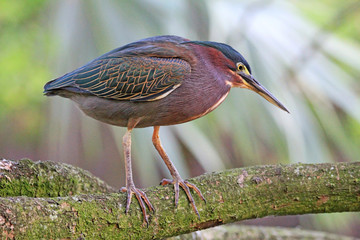 Green heron on brancg, Florida
