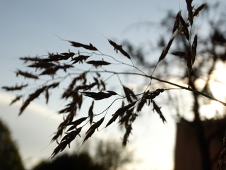 Dry Wild Flowers and blue Sky Background