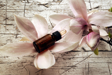 Magnolia ft8104_3060 木蘭屬 