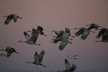 Sandhill Crane, Bosque del Apache Wildlife Reserve New Mexico USA