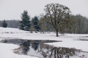 Winter Landscape