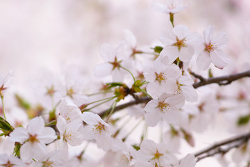 Fototapeta premium 桜