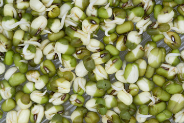 fresh mung bean  sprouts macro