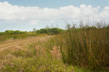 Swamps and scrubland at Orlando Wetlands Park in Florida.
