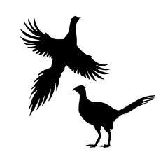 Silhouettes of pheasant. Set of icons. Flying and standing bird. Vector illustration.