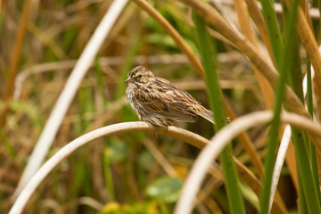 Savannah sparrow perched in cattails at Orlando Wetlands Park.