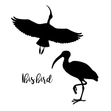 Silhouettes of ibis. Set of icons. Flying and standing bird. Vector illustration.