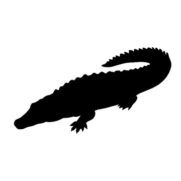 Silhouette of crocodile. Icon of reptile. Vector illustration.