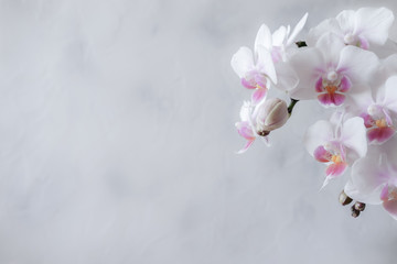 White and pink phalaenopsis orchid on a white background