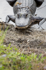 Adult alligator in a swamp at Orlando Wetlands Park.