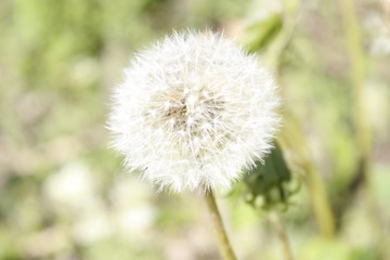 dandelion on background of green grass